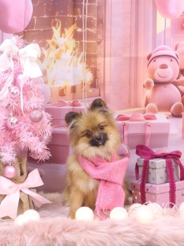 20241217うにちゃん